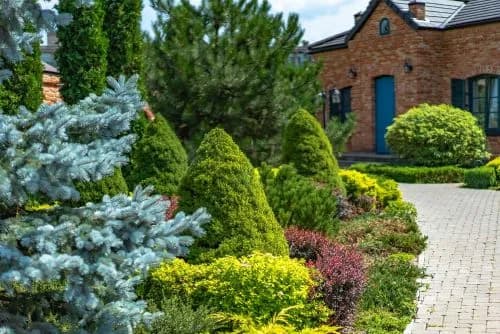 Jakie krzewy posadzić wzdłuż chodnika, aby uniknąć problemów z pielęgnacją